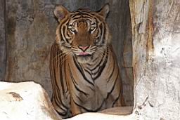 Tiger Zoo Si Racha IMG_1343.JPG